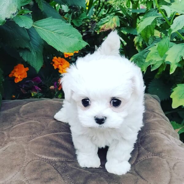 Maltese puppy for sale in Illinois