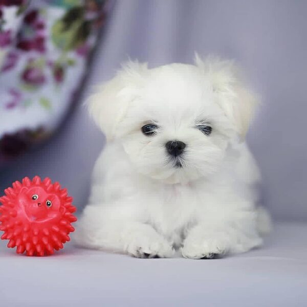 Maltese puppy for sale in Georgia