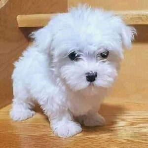 Pomeranian Maltese puppy for sale