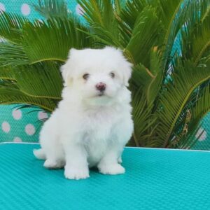 Teacup maltese puppies for sale in gauteng