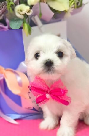 Maltese puppies for sale in texas