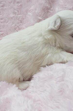 Tips about Maltese puppies for sale in Ohio