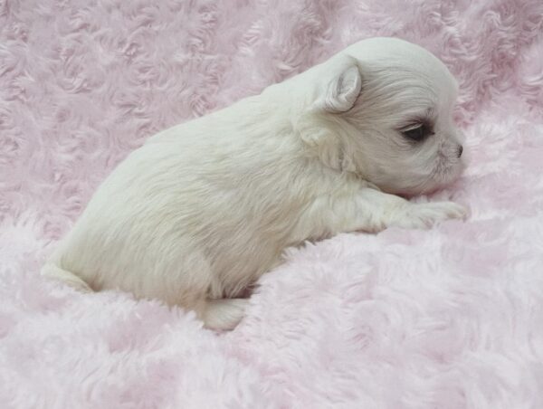 Tips about Maltese puppies for sale in Ohio