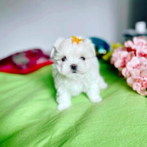Maltese puppies for sale near me