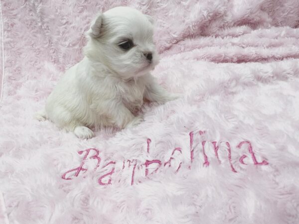 Teacup Maltese puppies for sale near me