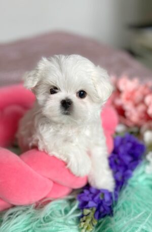 Maltese puppy for sale near me cheap