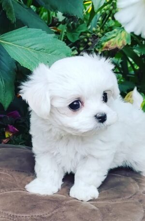 Teacup Maltese puppies for sale under 500 near me