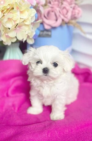 Teacup Maltese Puppies For Sale Under 500 Near Me