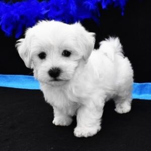 Teacup maltese puppies for sale under 300