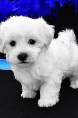 Teacup maltese puppies for sale under 300