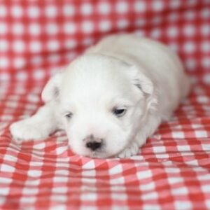 Micro teacup Maltese puppies for sale near me