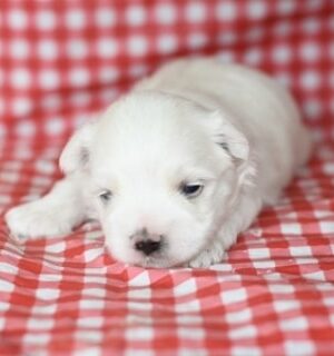 Micro teacup Maltese puppies for sale near me