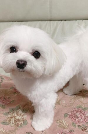Toy Maltese Puppies For Sale