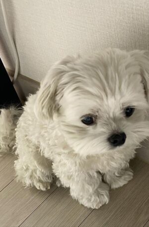 Maltese Puppies For Sale Indiana