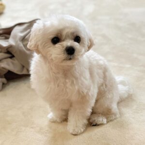 Teacup Maltese puppies for sale under 500 near me