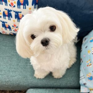 Yorkie Maltese puppies for sale in tri cities WA