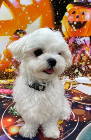 Maltese Puppies for sale near me cheap