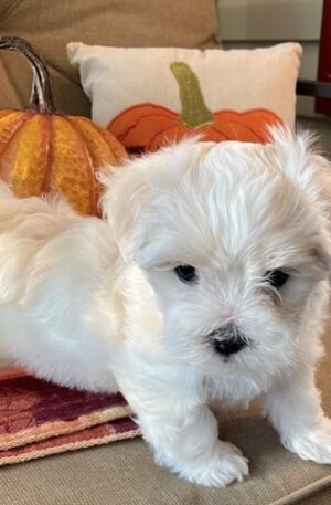 Teacup Maltese puppies for sale near me