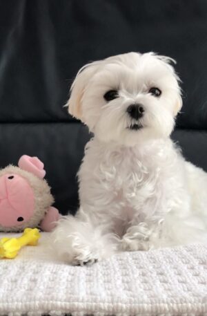 Maltese puppies for sale in pa