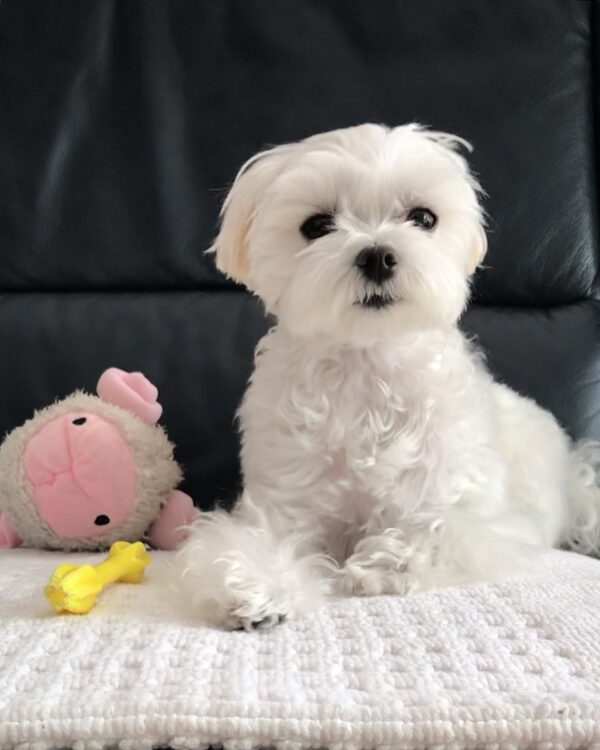 Maltese puppies for sale in pa