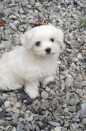 Maltese puppies for sale in Arkansas
