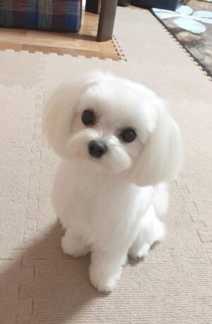 Maltese puppies for sale near me