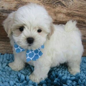 Maltese shitzu puppy for sale