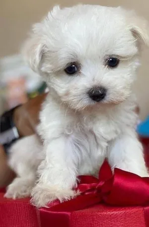 maltese breeders/craigslist maltese puppies for sale/maltese puppy