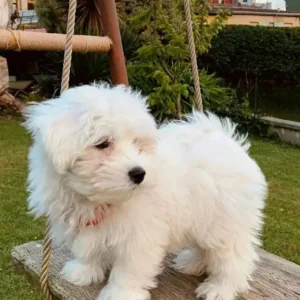 maltese puppies for sale in florida under 500
