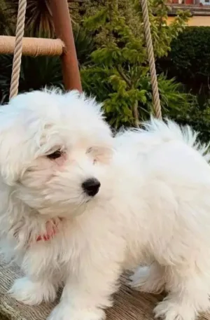 maltese puppies for sale in florida under 500